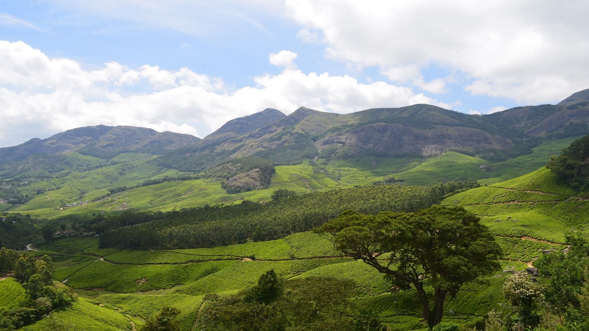 munnar-2259072_1920