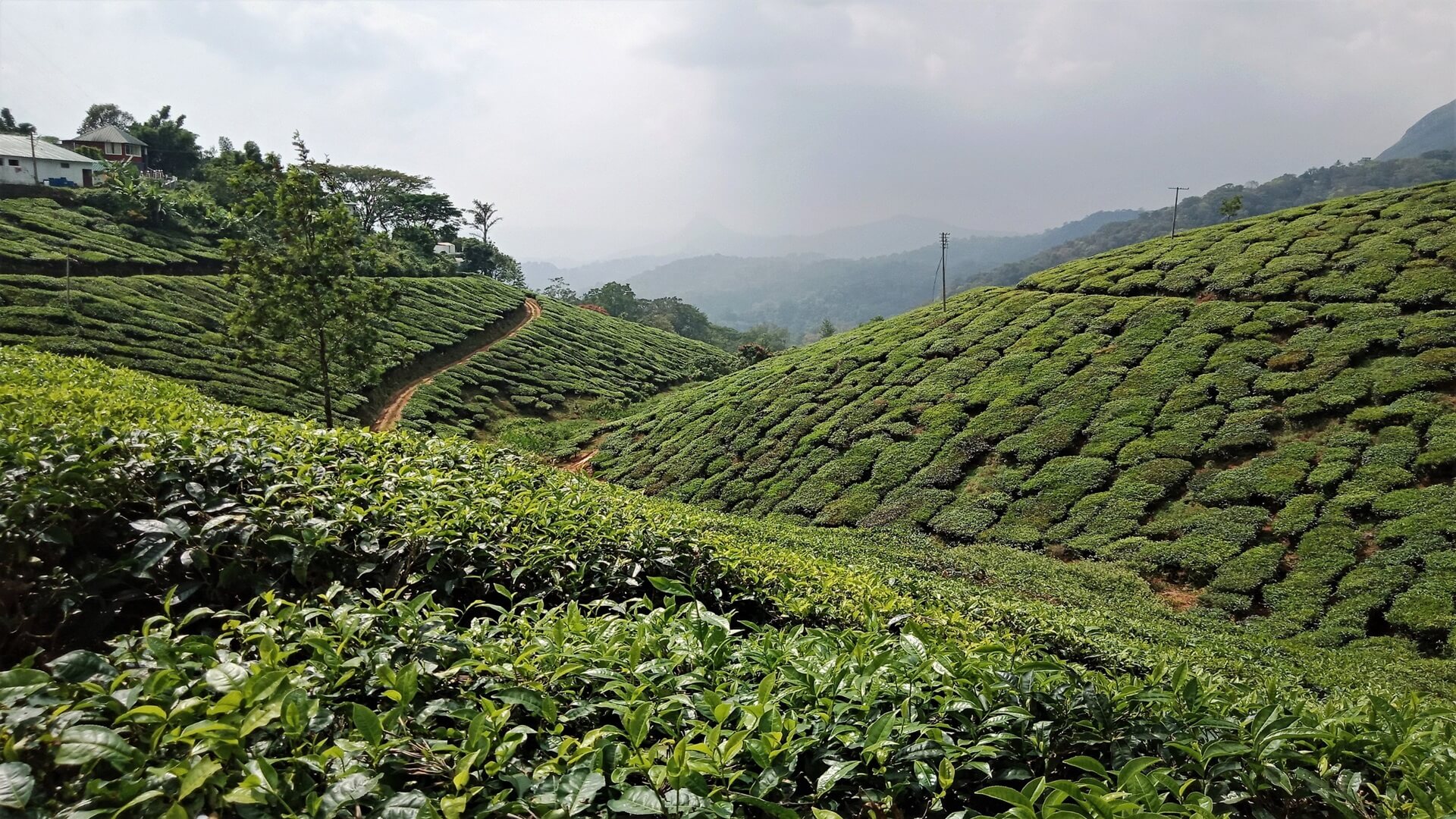 munnar-3978401_1920